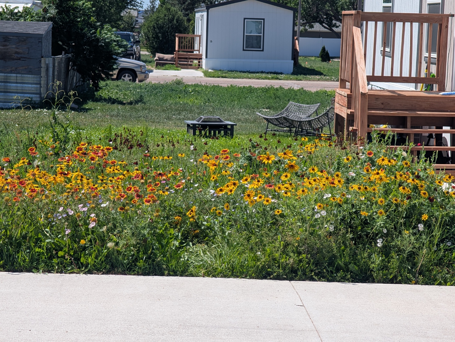 Alliance-area water-wise wildflower garden after establishment