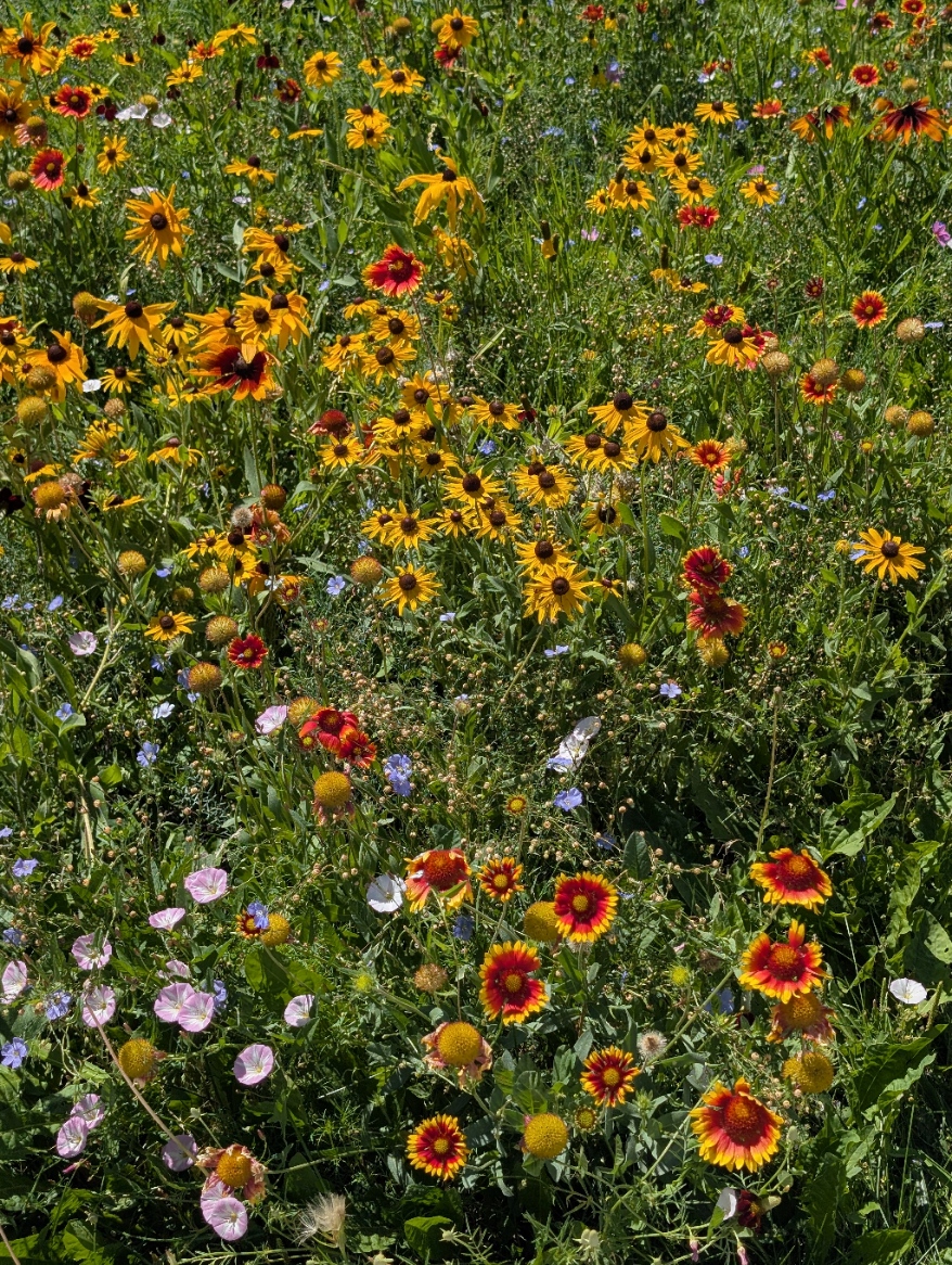 After: dense wildflowers in bloom